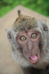 Monkey shock
